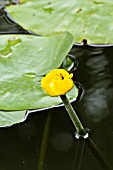 NUPHAR LUTEA WITH HOVER FLY