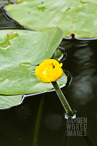 NUPHAR_LUTEA_WITH_HOVER_FLY