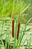 TYPHA