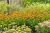 HELENIUM AND ACHILLEA