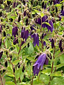 CAMPANULA PUNCTATA X TRACHELIUM SARASTRO, BELLFLOWER