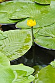 NUPHAR LUTEA