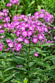 PHLOX PANICULATA WILHELM KESSELRING