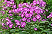 PHLOX PANICULATA WILHELM KESSELRING