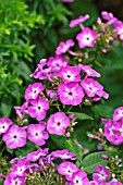 PHLOX PANICULATA WILHELM KESSELRING