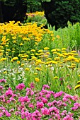 ACHILLEA FILIPENDULINA PARKER, PHLOX PANICULATA AND HELIOPSIS HELIANTHOIDES