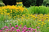 ACHILLEA FILIPENDULINA PARKER, PHLOX PANICULATA AND HELIOPSIS HELIANTHOIDES