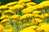 ACHILLEA FILIPENDULINA PARKER