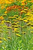 ACHILLEA FILIPENDULINA PARKER