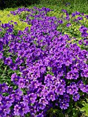 GERANIUM x MAGNIFICUM (AGM), (SYN. GERANIUM IBERICUM x PLATYPETALUM)