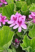 PELARGONIUM CUCULLATUM VAR. STRIGIFOLIUM