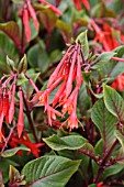 FUCHSIA GARTENMEISTER BONSTEDT