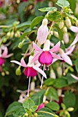 FUCHSIA BREISGAUPERLE