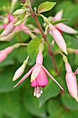 FUCHSIA WALZ JUBELTEEN