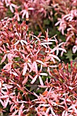 PELARGONIUM BIRD DANCER