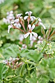 PELARGONIUM X FRAGANS CREAMY NUTMEG