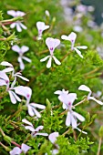 PELARGONIUM FRUTICOSUM