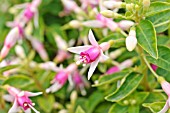 FUCHSIA MINIROSE