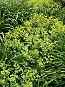 ALCHEMILLA MOLLIS, LADYS MANTLE