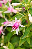 FUCHSIA MINIROSE