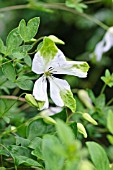 CLEMATIS VITICELLA ALBA LUXURIANS