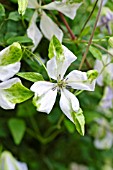 CLEMATIS VITICELLA ALBA LUXURIANS