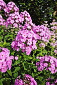 PHLOX PANICULATA