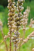 ASPHODELINE LUTEA