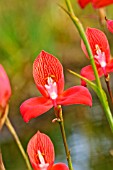 DISA UNIFLORA