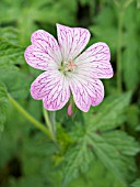 GERANIUM X OXONIANUM HOLLYWOOD, CRANESBILL