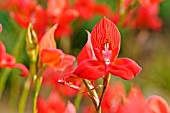 DISA UNIFLORA