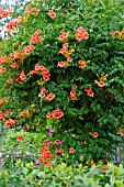 CAMPSIS RADICANS