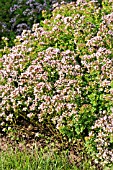 ORIGANUM VULGARE COMPACTUM