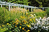 HELIOPSIS HELIANTHOIDES VAR. SCABRA GOLDGRUENHERZ AND PHLOX PANICULATA, KARL FOERSTER GARDEN, ERHOLUNGSPARK MARZAHN, BERLIN, GERMANY