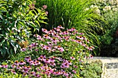 ECHINACEA PURPUREA