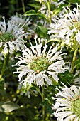 MONARDA DIDYMA SCHNEEWITTCHEN