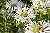 MONARDA DIDYMA SCHNEEWITTCHEN