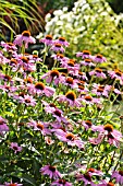 ECHINACEA PURPUREA