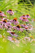 ECHINACEA PURPUREA