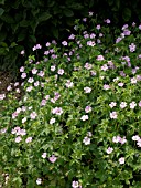 GERANIUM X OXONIANUM HOLLYWOOD, CRANESBILL