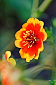 POTENTILLA NEPALENSIS FLAMMENSPIEL