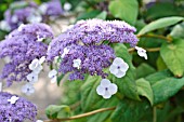 HYDRANGEA ASPERA SUBSP. SARGENTIANA