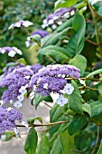 HYDRANGEA ASPERA SUBSP. SARGENTIANA