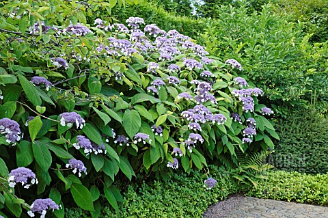 HYDRANGEA_ASPERA_SUBSP_SARGENTIANA