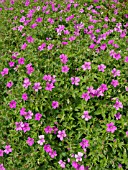 GERANIUM X OXONIANUM ROEDBYLUND, CRANESBILL