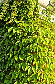 PARTHENOCISSUS QUINQUEFOLIA