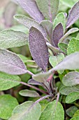 SALVIA OFFICINALIS PURPUREA