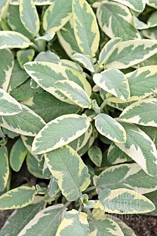 SALVIA_OFFICINALIS_CREME_DE_LA_CREME