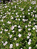 GERANIUM X OXONIANUM REBECCA MOSS, CRANESBILL