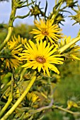 SILPHIUM LACINIATUM